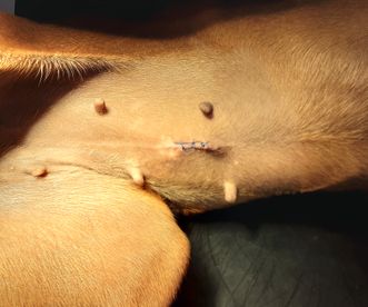 grote  hond  12 dagen na  sterilisatie